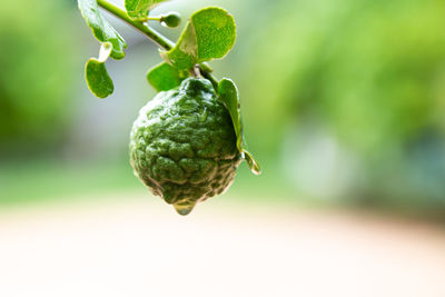 Close-up of berries growing on tree