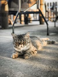 Portrait of cat relaxing outdoors