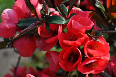 Close-up of red flowering plant