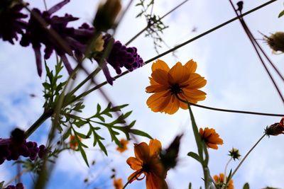 Close-up of flowers against the sky