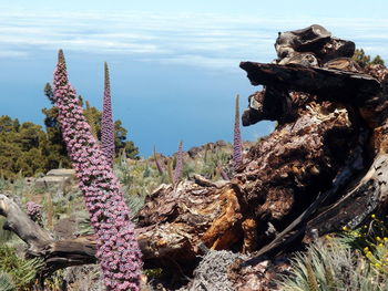 Close-up of cactus plant in sea