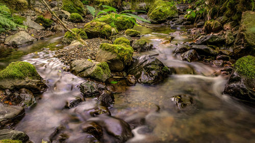 Stream flowing through rocks in forest