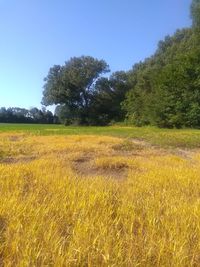 Scenic view of field against clear sky