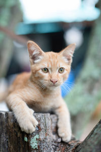 Portrait of ginger cat in the garden