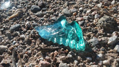 Close-up of fish in sea