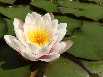 Close-up of lotus water lily in pond