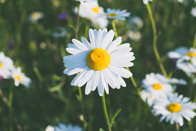 Close-up of white daisy flower