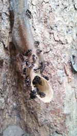 Close-up of insect on tree trunk