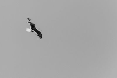 Low angle view of eagle flying against clear sky