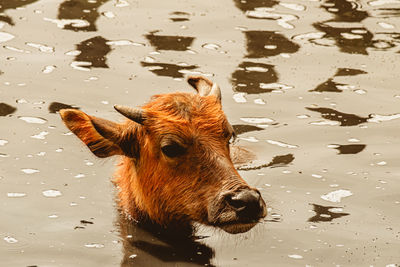 Close up buffalo or bubalis arnee  in water