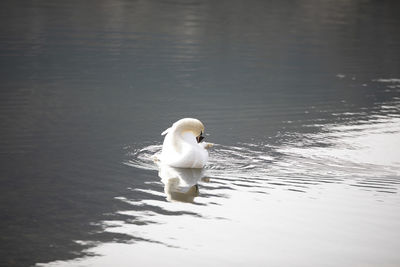 White swan swimming in lake