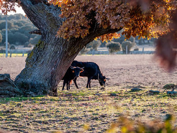 Horse grazing on field during autumn