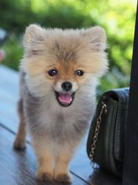 Close-up portrait of a dog