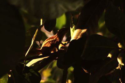 Close-up of housefly on leaves