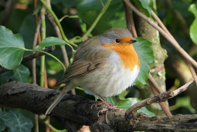 Close-up of bird perching on tree