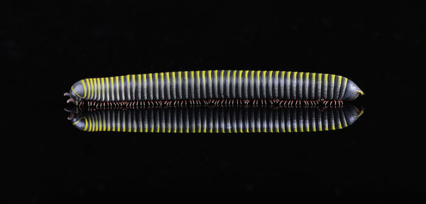 Close-up of centipede against black background