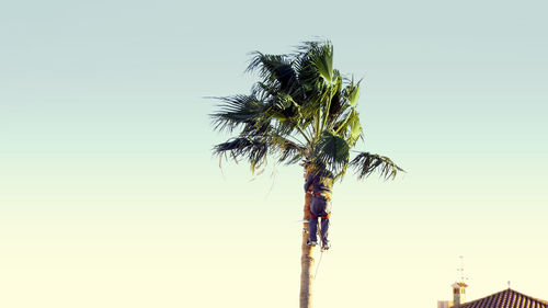 Low angle view of trees against clear sky