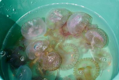 Close-up of jellyfish swimming in sea