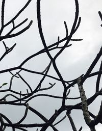 Low angle view of branches against clear sky