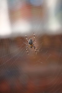 Spider on web