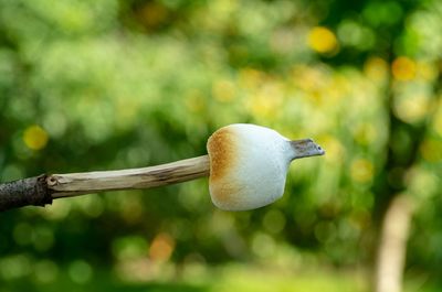 Close-up of bird perching on a tree