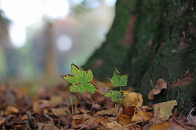 Close-up of maple leaves on land