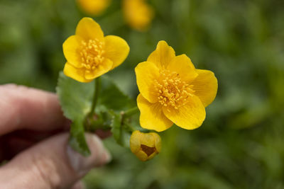 Close-up of hand holding yellow flower