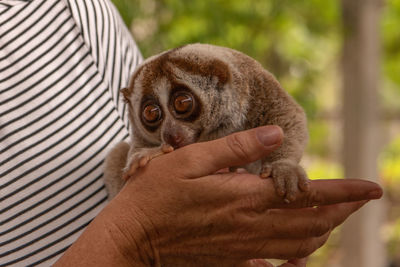 Slow loris held in hand of woman