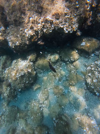 View of fish swimming in sea