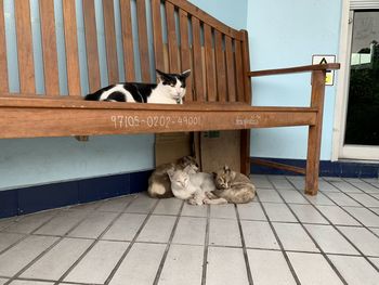 Cat sitting on tiled floor