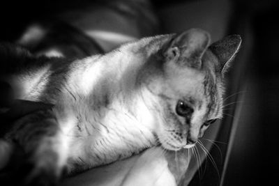 Close-up of cat