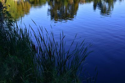 High angle view of grass on lake