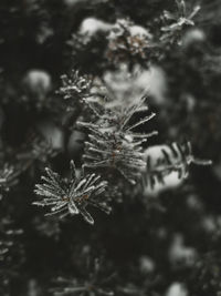 Close-up of snowflakes on tree