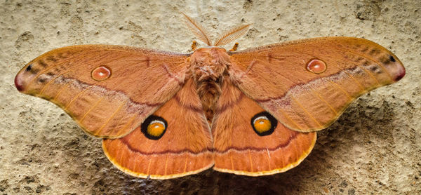 Close-up of butterfly