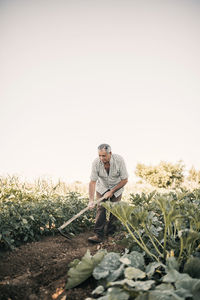Senior male farmer digging with shovel in vegetable garden