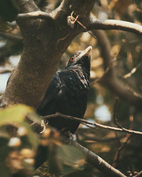 Close-up of bird perching on branch