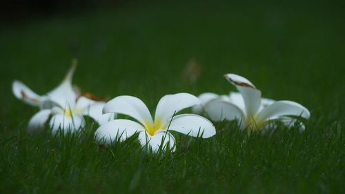 Close-up of white flowers blooming outdoors