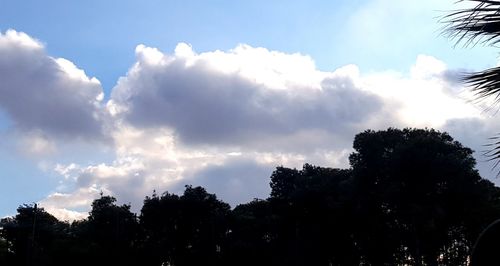 Low angle view of trees against sky