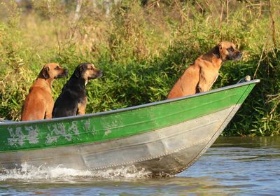Dogs in boat at pantanal matogrossense national park