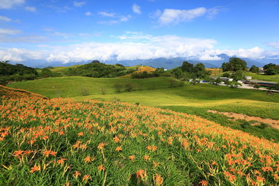 Scenic view of field against sky