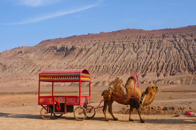 Horse cart in a desert