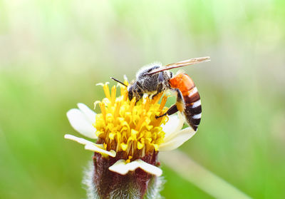 Close-up of bee pollinating on yellow flower