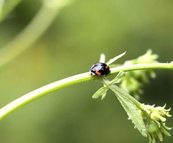 Close-up of ladybug on stem against blurred green background