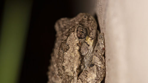 Close-up of lizard on tree