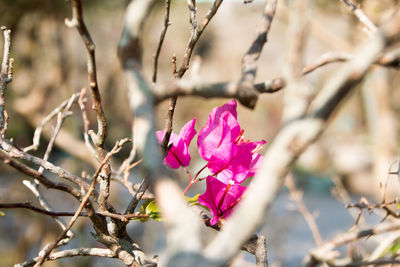 Close-up of pink cherry blossoms in spring