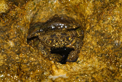 High angle view of turtle in sea