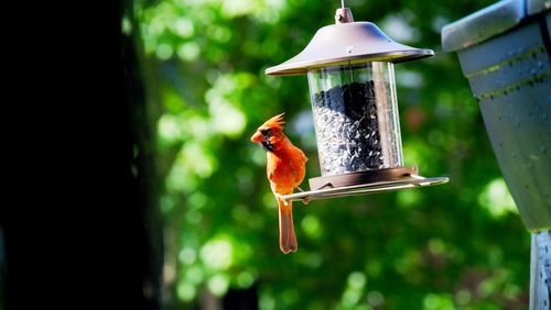 Male northern cardinal - maryland, united states.