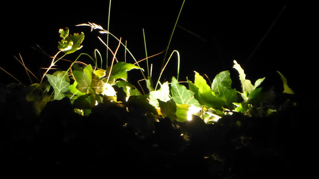 growth, plant, green color, leaf, plant part, no people, close-up, nature, black background, night, freshness, beauty in nature, selective focus, studio shot, fragility, outdoors, vulnerability, beginnings, vegetable