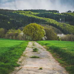 Footpath passing through field