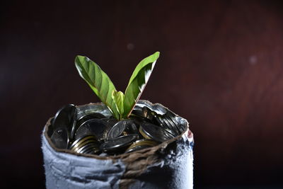 Close-up of potted plant